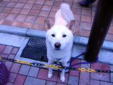 犬