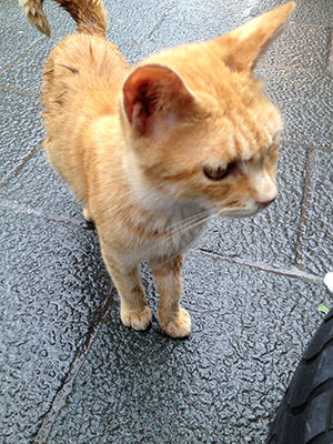 伊勢神宮の猫