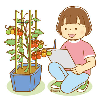 プチトマトの観察をする女の子のイラスト