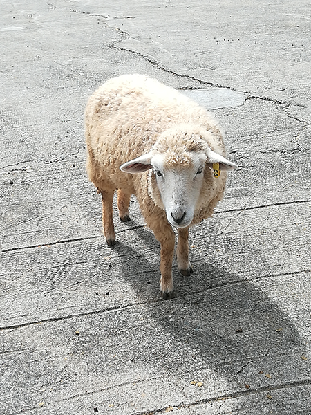 羊写真
