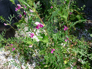 DSCF2571