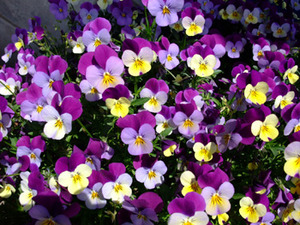 DSCF2569
