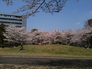 桜