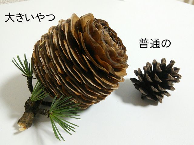 巨大松ぼっくりの乱 私 Vs 夫 あぁ猫よ