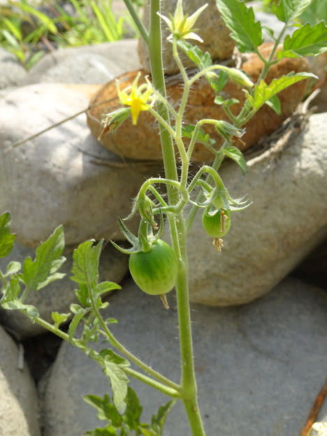 DSC00196
