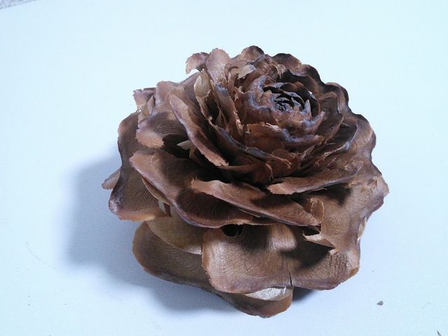 巨大松ぼっくりの乱 私 Vs 松ぼっくり あぁ猫よ