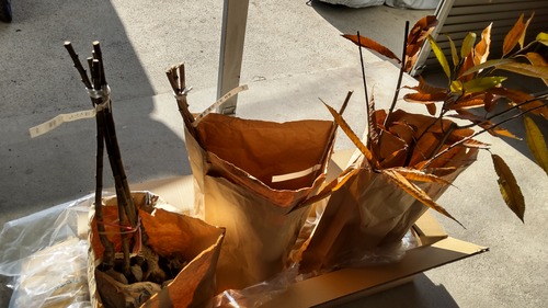 ★所長ファーム★ 栗に投資！＆ 3コマ漫画！！