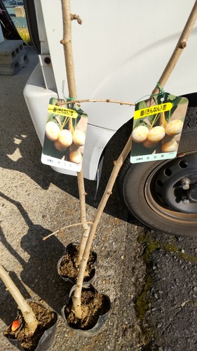 ★所長ファーム★ 銀杏に投資！＆今日の４コマ漫画！！