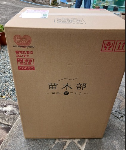 ★農業★ レモンマートル植えました！