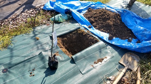 ★所長ファーム★ 山椒に投資！