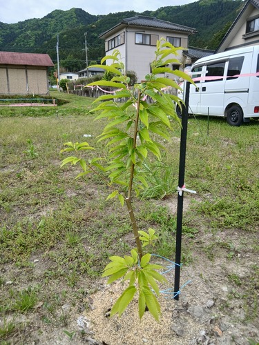 ★農業★ 栗・銀杏・山椒の生育状況！