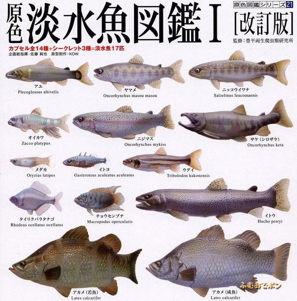 原色淡水魚図鑑 オイカワ 管理No.04 - 通販 - parquedacidadevdc.com.br