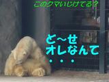 くま