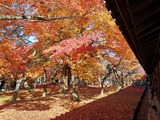 IMG_20211128_095757_copy_1024x768