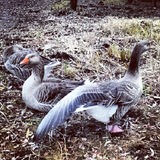 IMG_20121211_171420