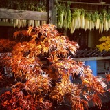 IMG_20121120_094530