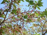 P5070004~01