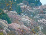 P4120093~01