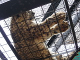 旭山動物園