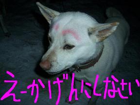 �ޤ椲��