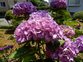 day_dai20160618-5