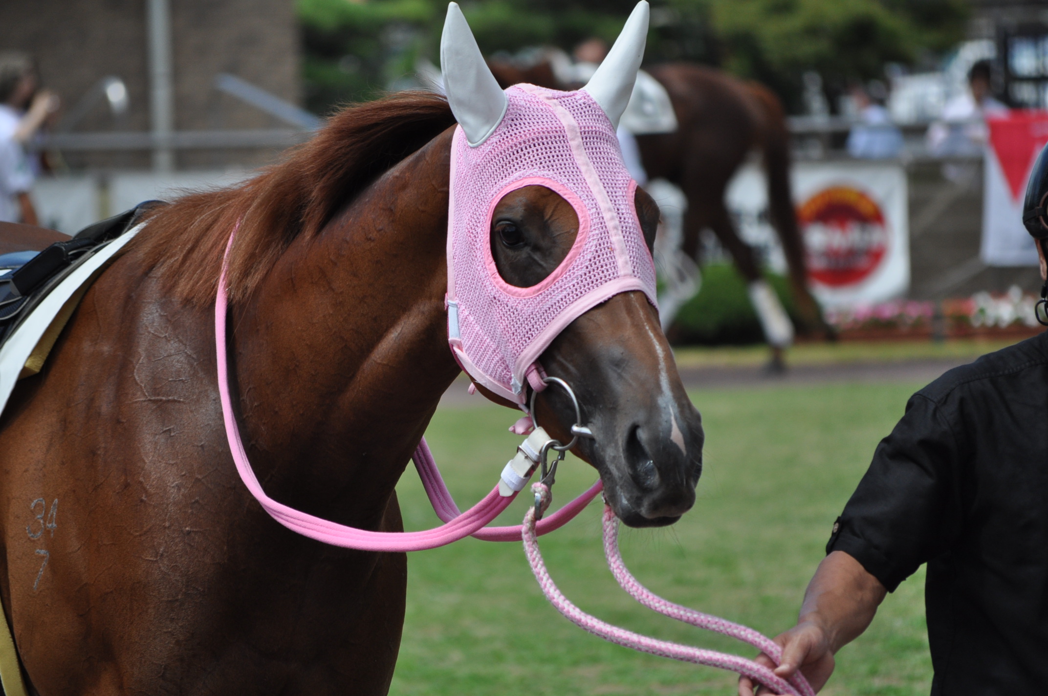 馬名募集馬 『キアオラ』 デビュー : 猫トラックマン 番記者ブログ