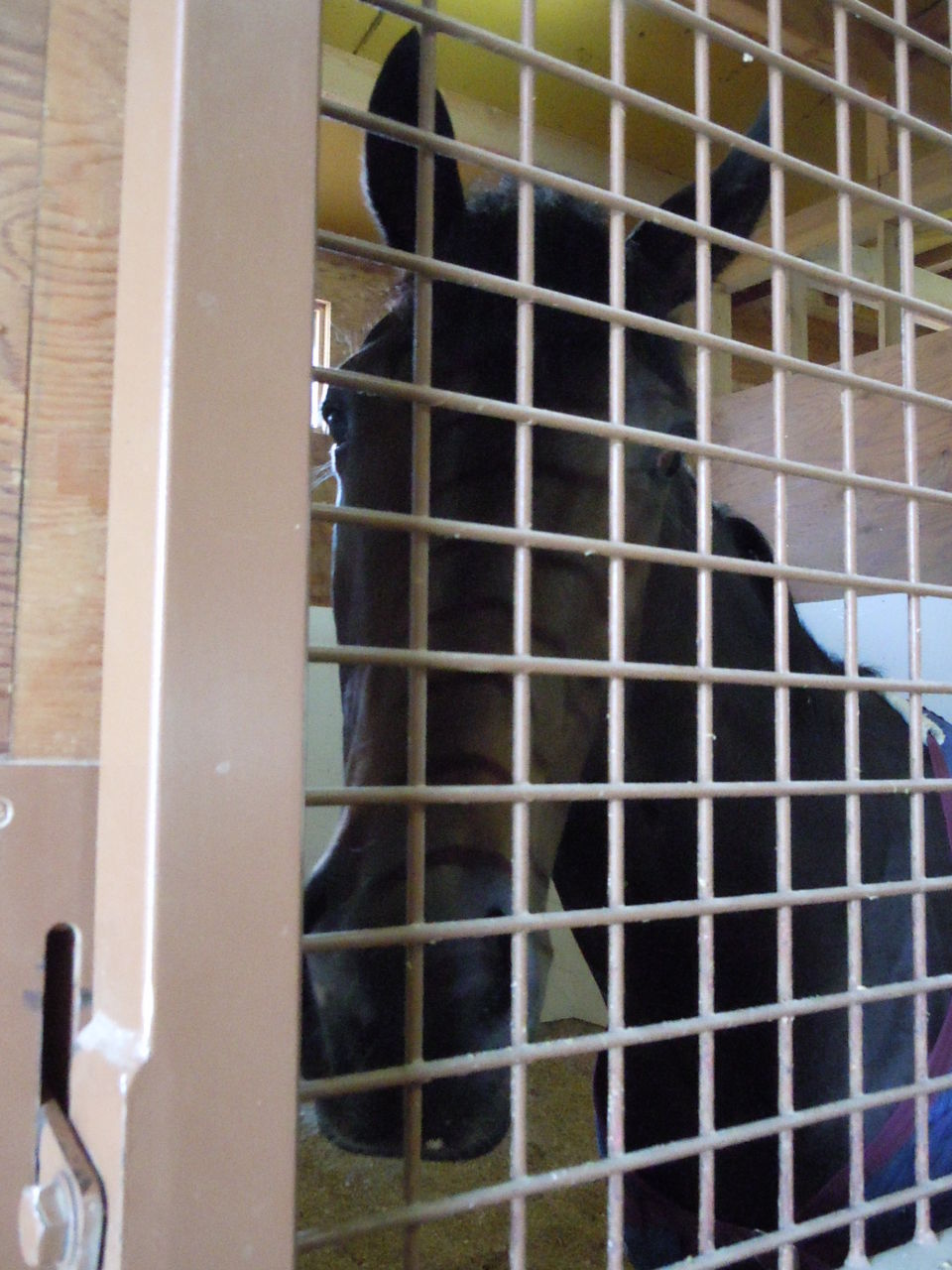 土日の中央競馬 船橋の馬たちが参戦 猫トラックマン 番記者ブログ 土日の中央競馬 船橋の馬たちが参戦 猫トラックマン 番記者ブログ