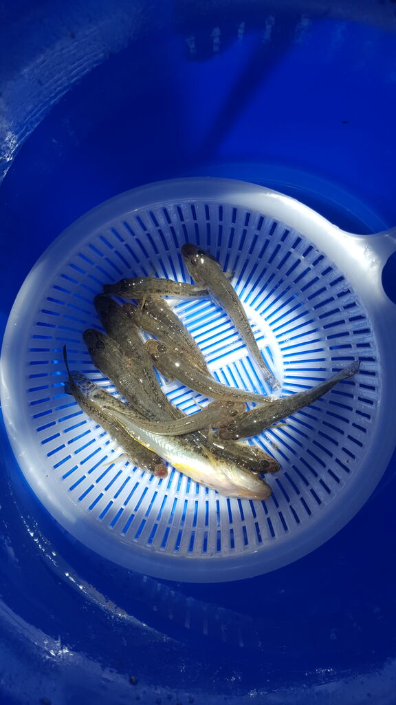 電車で家族で釣りに行きたい 桟橋釣りでハゼ爆釣 した話 クラウドルアーズブログ 電車で家族で釣りに行きたい 桟橋釣りでハゼ爆釣 した話 クラウドルアーズブログ