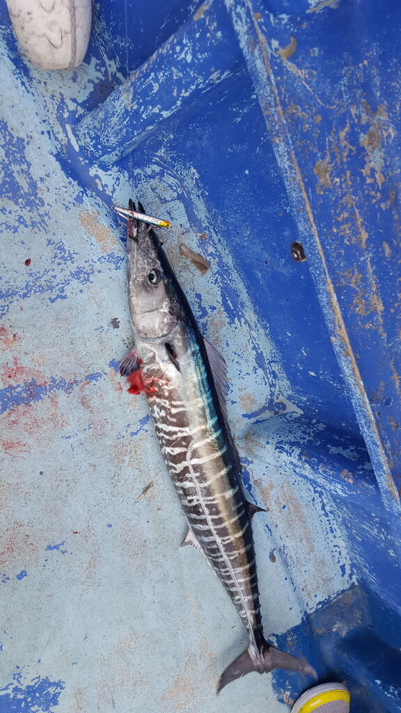 カツオ マグロ狙いでシイラ 沖サワラをgetした話 クラウドルアーズブログ カツオ マグロ狙いでシイラ 沖サワラをgetした話 クラウドルアーズブログ