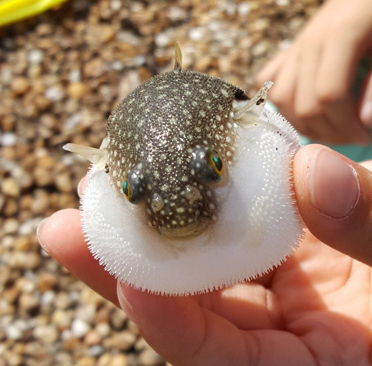 オリジナルメーカー海釣り公園に釣りにいった話 クラウドルアーズブログ オリジナルメーカー海釣り公園に釣りにいった話 クラウドルアーズブログ