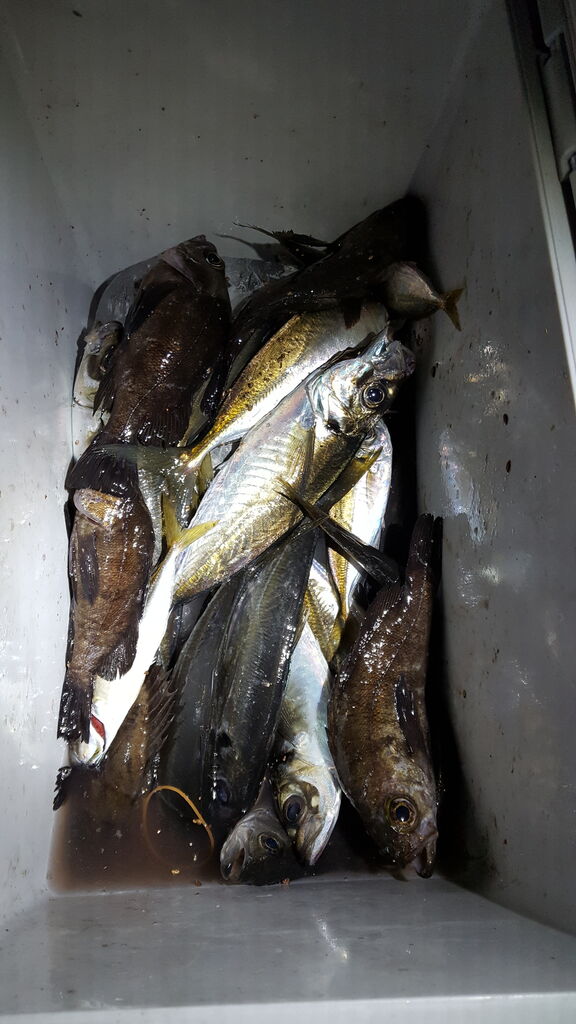 ライブワームの釣りでアジ メバル シーバス爆釣 の話 クラウドルアーズブログ