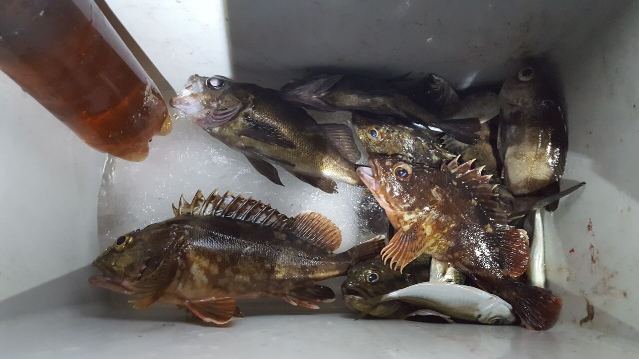 相変わらずライブワームの釣りでメバル カサゴ爆釣 の話 クラウドルアーズブログ 相変わらずライブワームの釣りでメバル カサゴ爆釣 の話 クラウドルアーズブログ