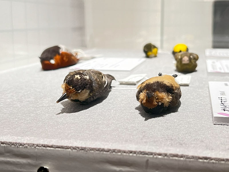 2024.12.24 鳥展 : ふなきちのフィールドノート