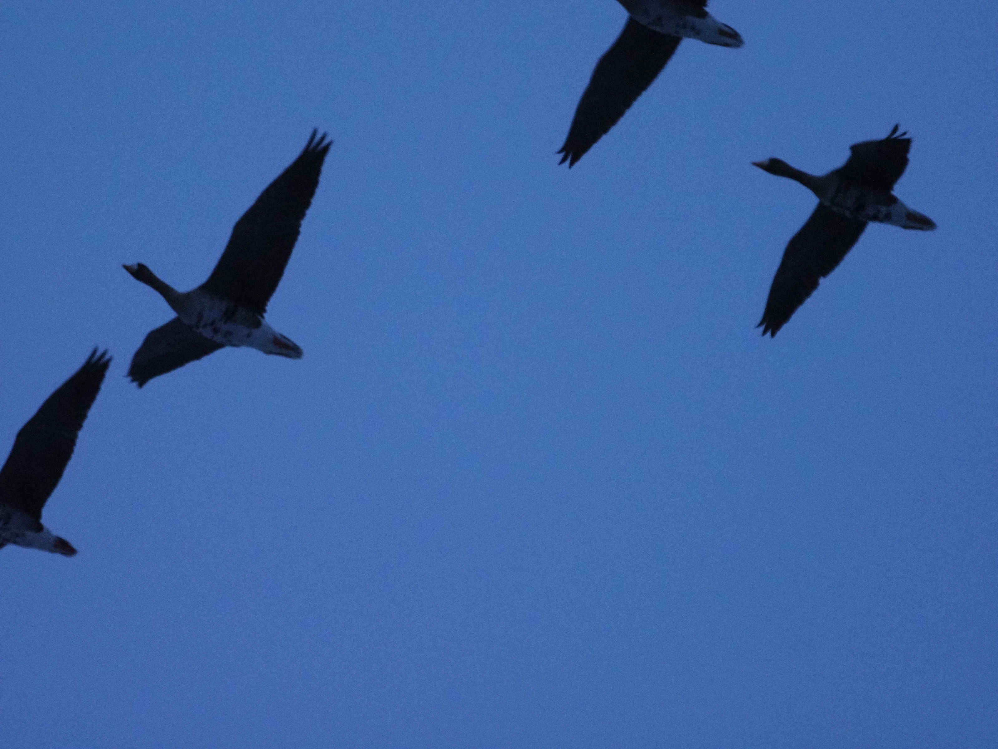3月14日 ウトナイ湖 ガンの塒立ち オオワシ 水辺の鳥編 ふなきちのフィールドノート