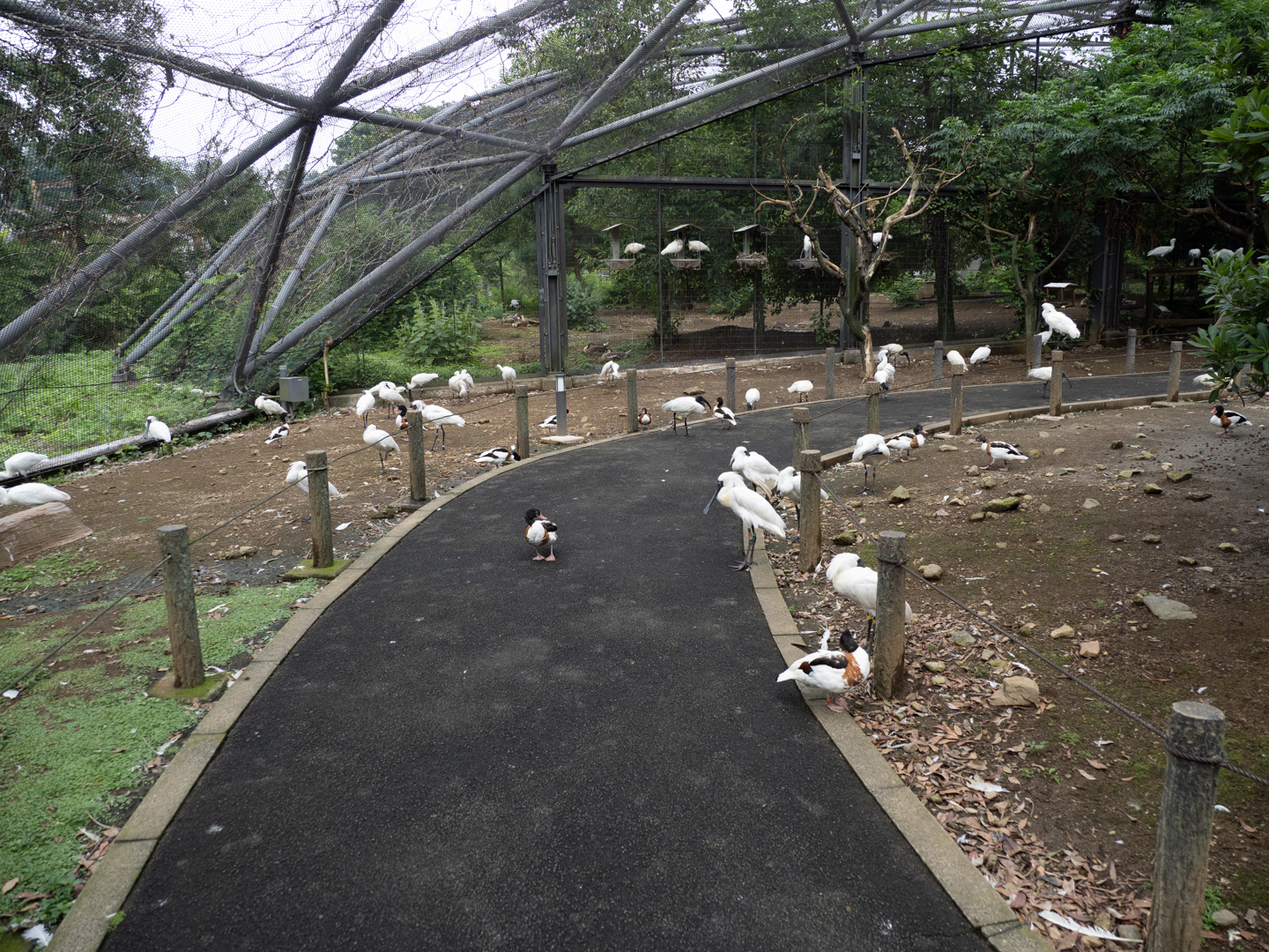 2025.7.6 多摩動物公園 衝撃 : ふなきちのフィールドノート