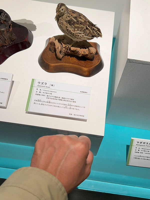 2024.12.24 鳥展 : ふなきちのフィールドノート