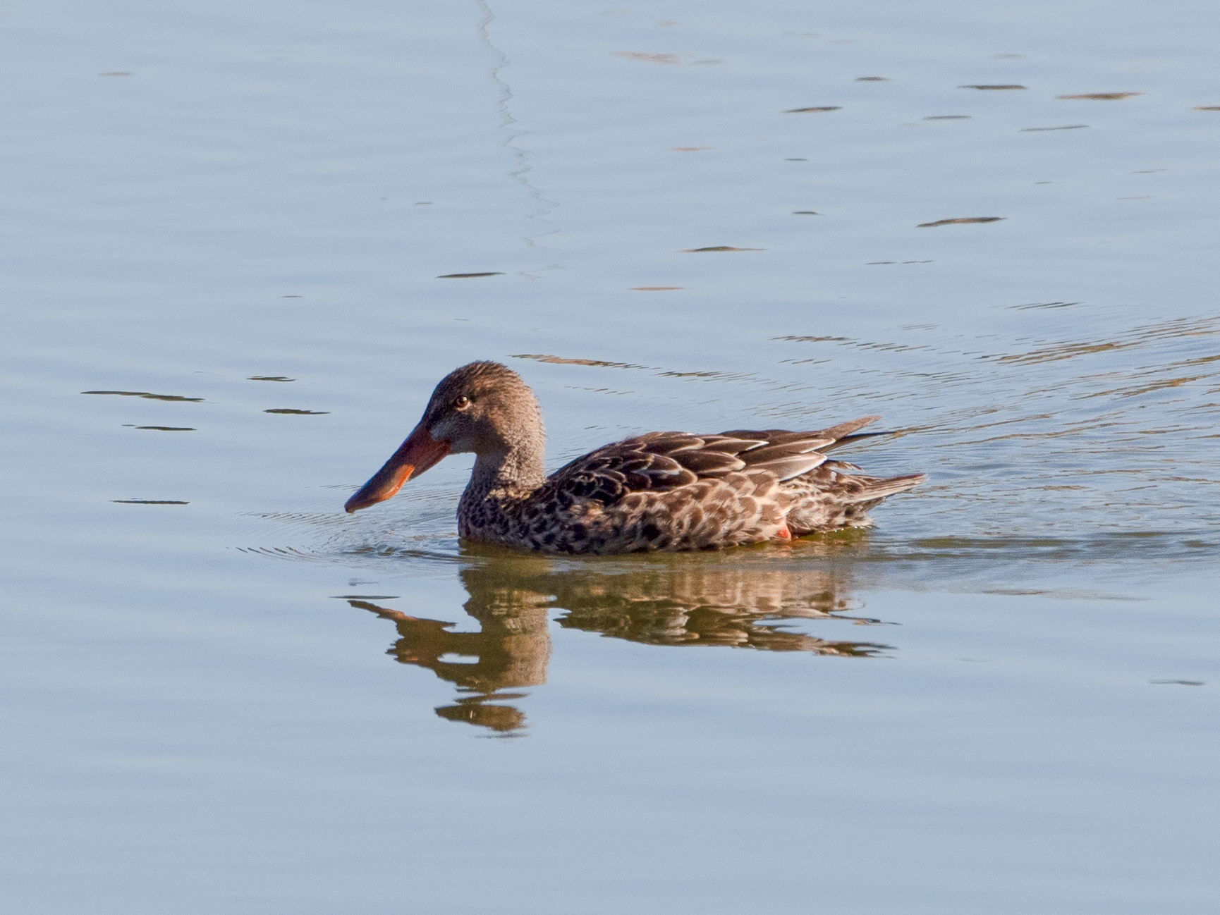 11月22日 東京港野鳥公園 カラスに襲われるマガモ ふなきちのフィールドノート 11月22日 東京港野鳥公園 カラスに襲われるマガモ ふなきちのフィールドノート
