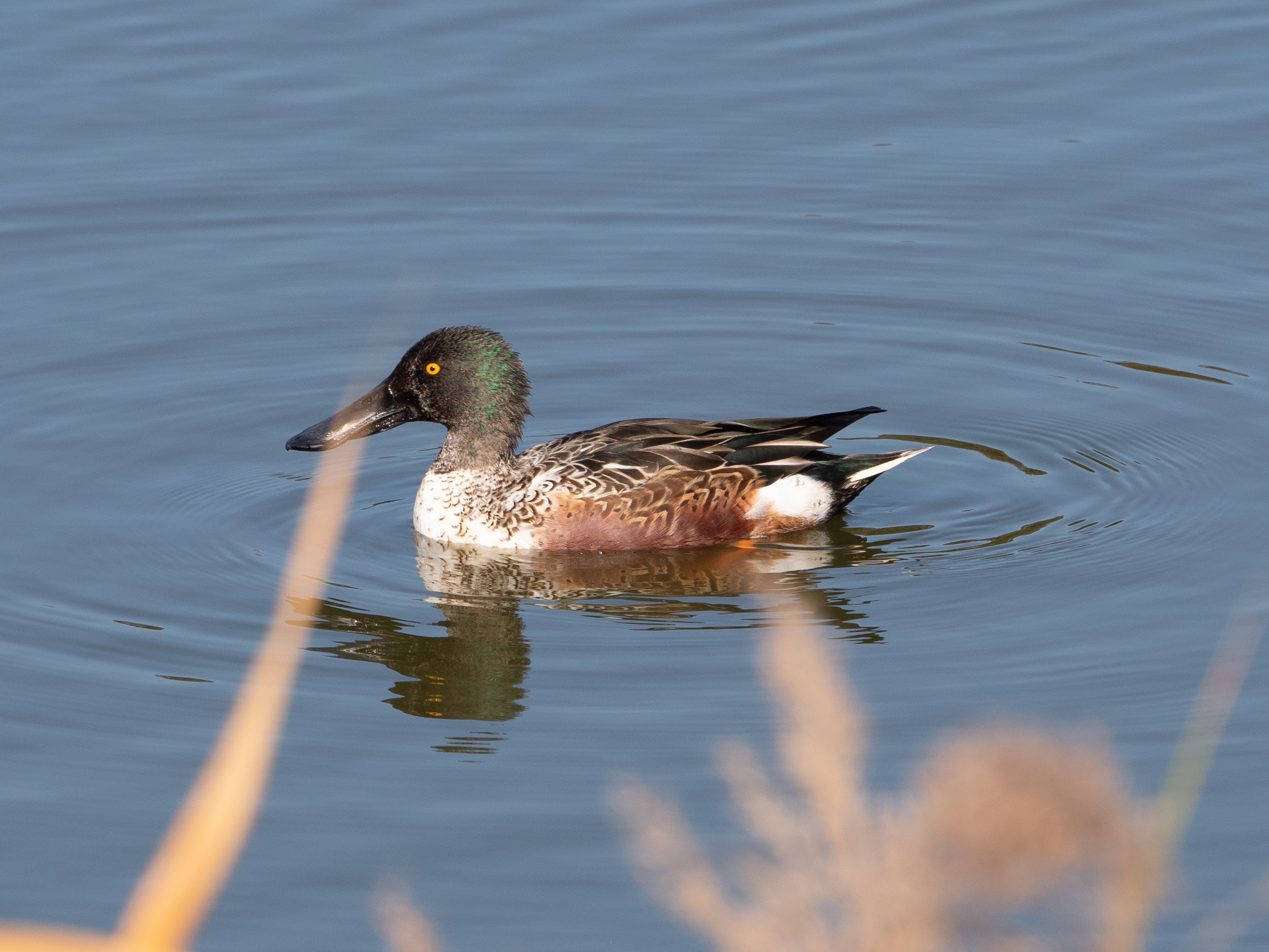 11月22日 東京港野鳥公園 カラスに襲われるマガモ ふなきちのフィールドノート