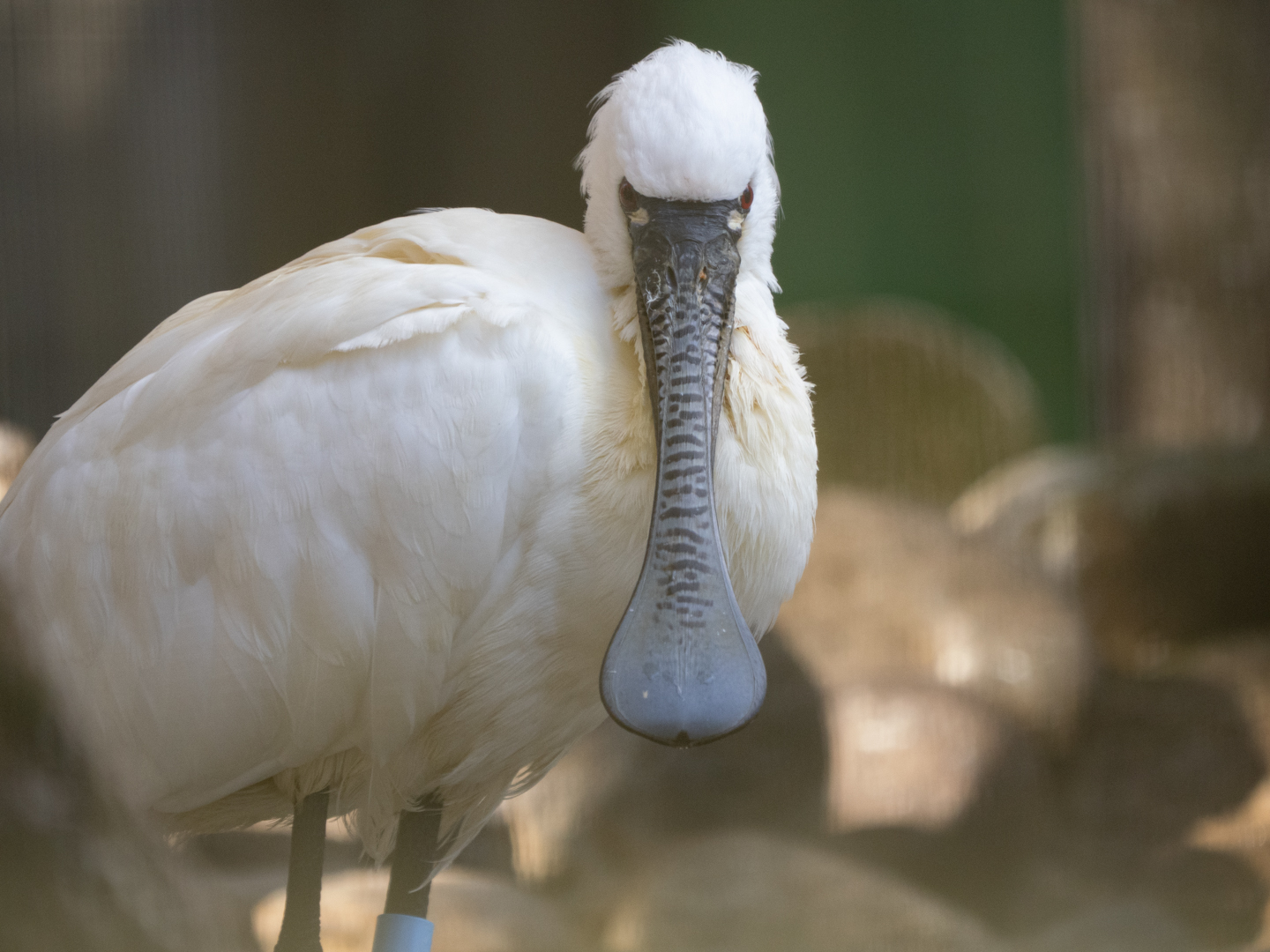 2026.1.25 多摩動物公園 : ふなきちのフィールドノート