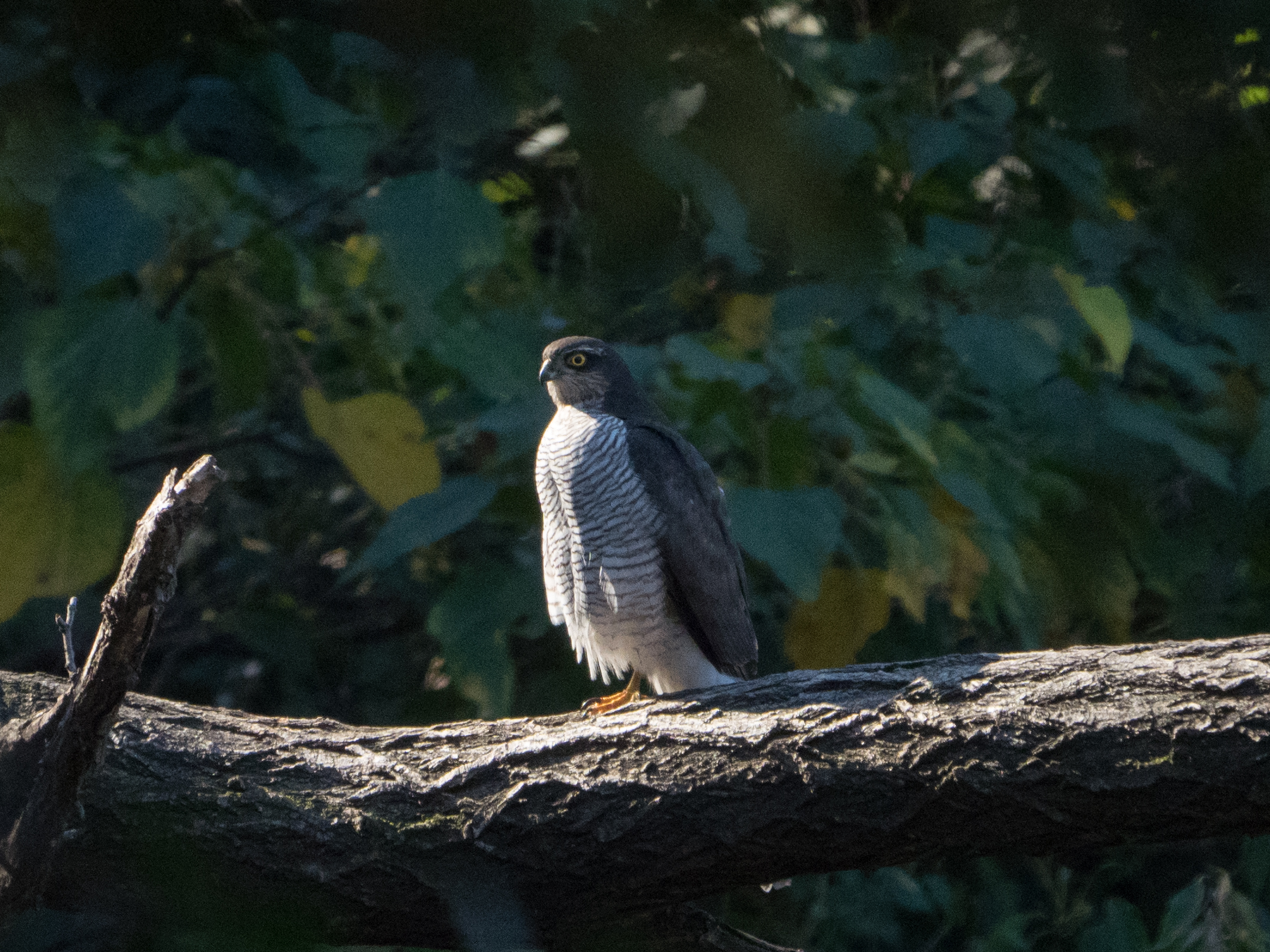 東京港野鳥公園 前編 ハイタカ ふなきちのフィールドノート 東京港野鳥公園 前編 ハイタカ ふなきちのフィールドノート