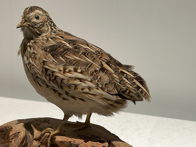 剥製 鳥 2024.12.24 鳥展 : ふなきちのフィールドノート