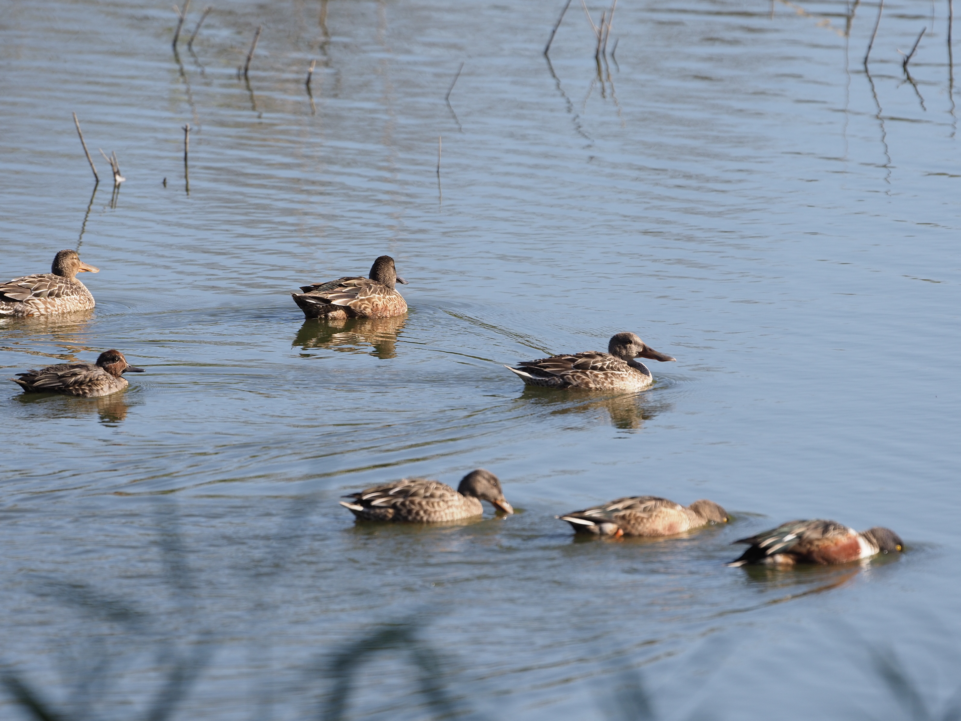 11月22日 東京港野鳥公園 カラスに襲われるマガモ ふなきちのフィールドノート 11月22日 東京港野鳥公園 カラスに襲われるマガモ ふなきちのフィールドノート