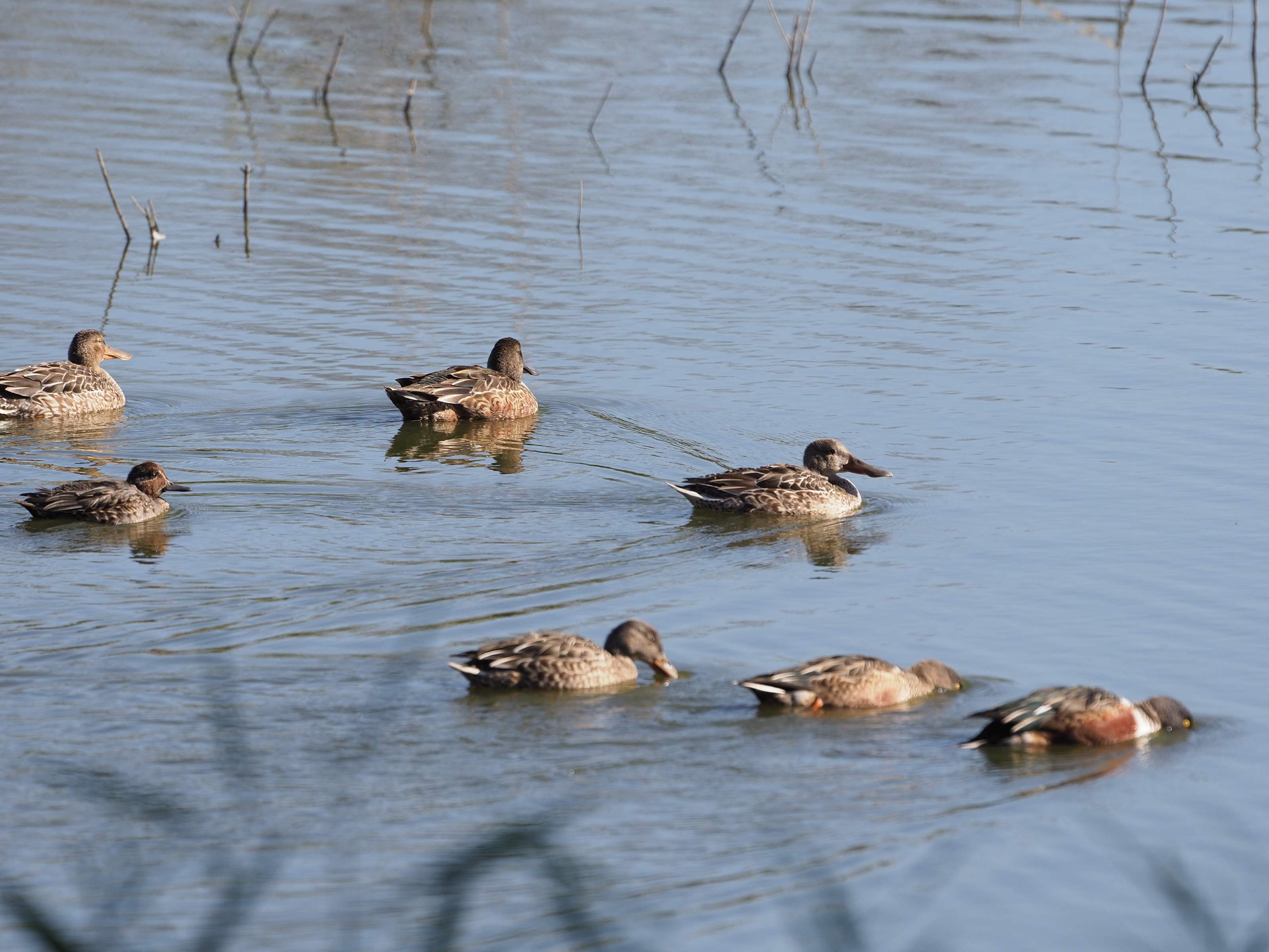 11月22日 東京港野鳥公園 カラスに襲われるマガモ ふなきちのフィールドノート