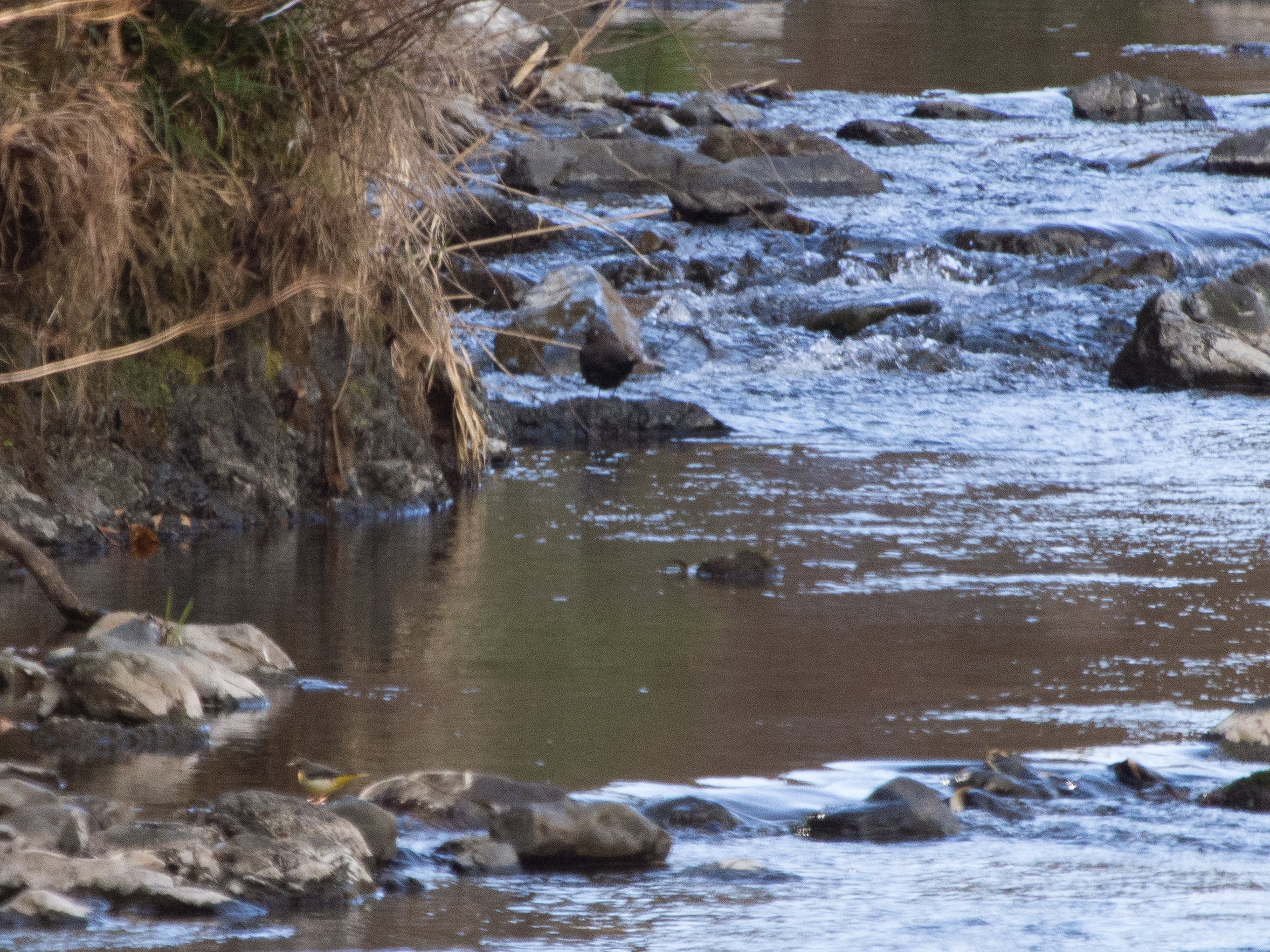 南浅川 白山神社 カワガラス ふなきちのフィールドノート