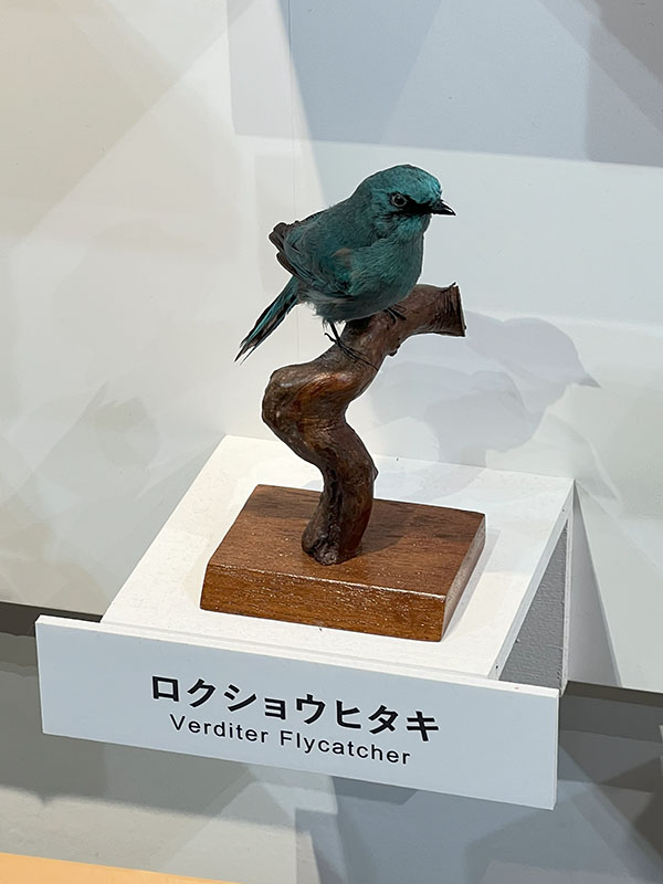 2024.12.24 鳥展 : ふなきちのフィールドノート