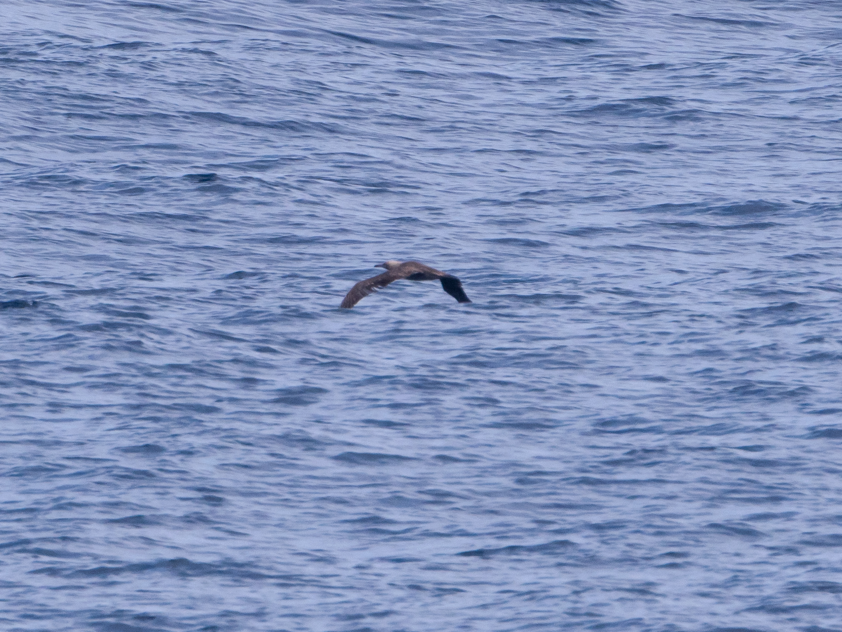 2022.6.22 八丈島航路 オナガミズナギドリ : ふなきちの