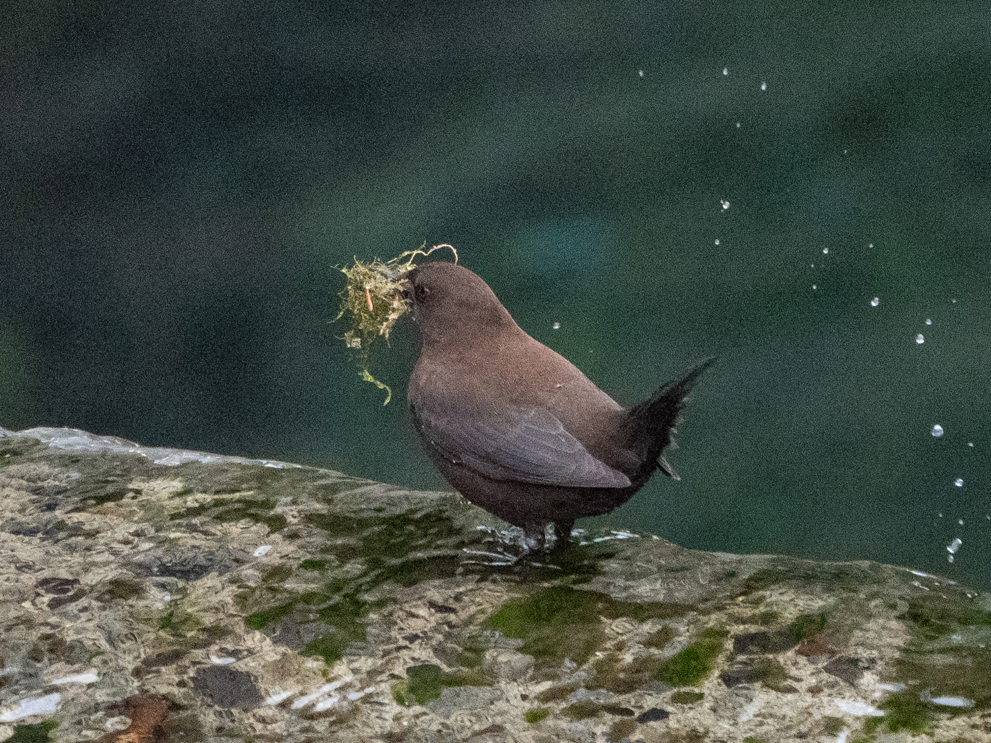 南浅川 カワガラス ふなきちのフィールドノート