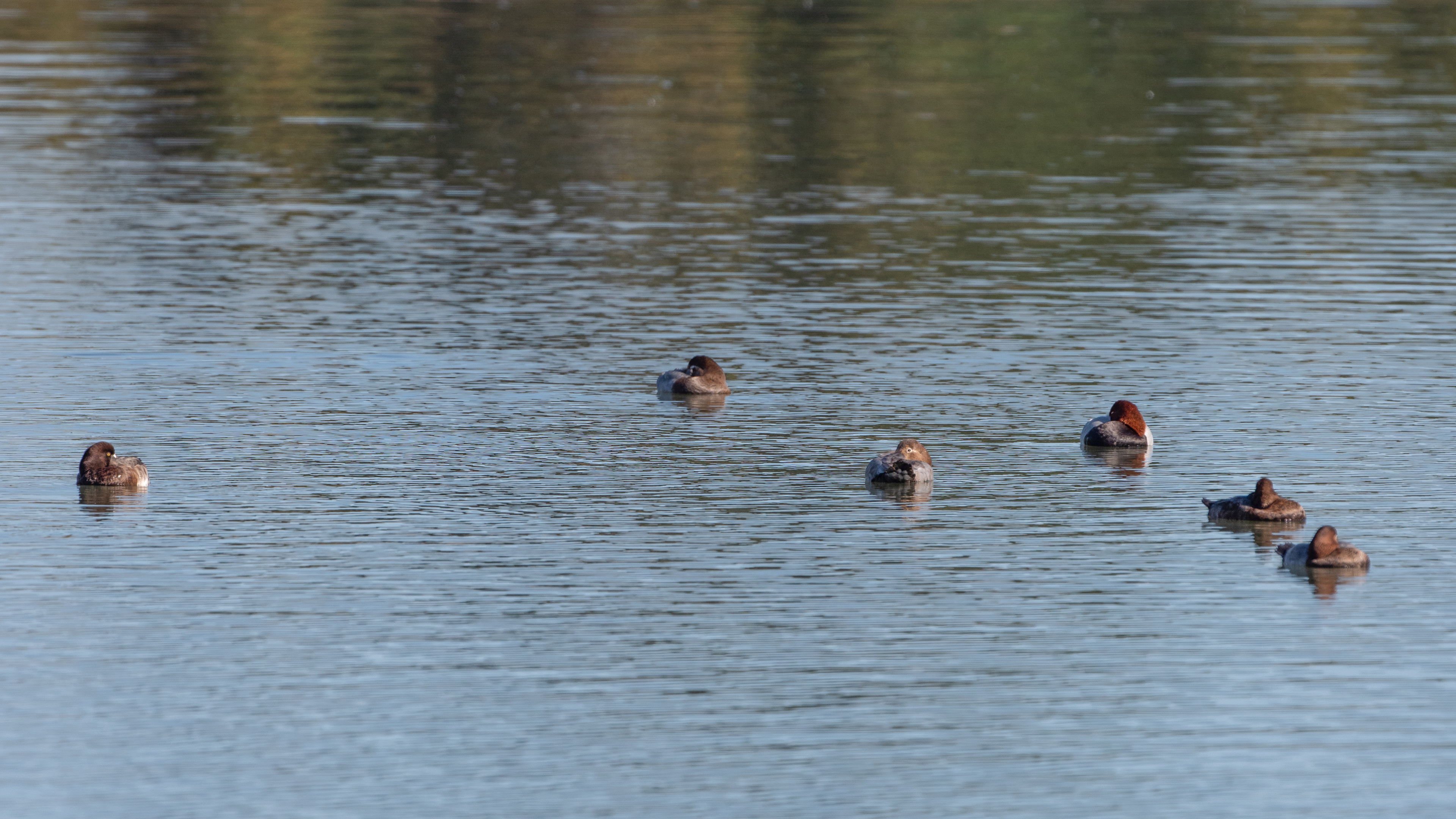 11月22日 東京港野鳥公園 カラスに襲われるマガモ ふなきちのフィールドノート