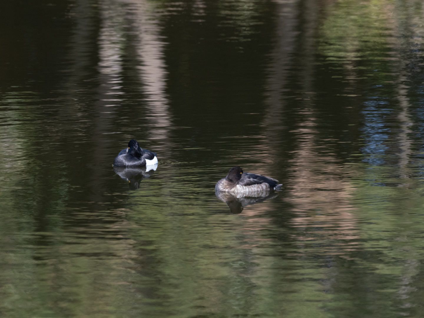 2025.1.5 葛西臨海公園 成鳥は2羽！？ : ふなきちのフィールドノート