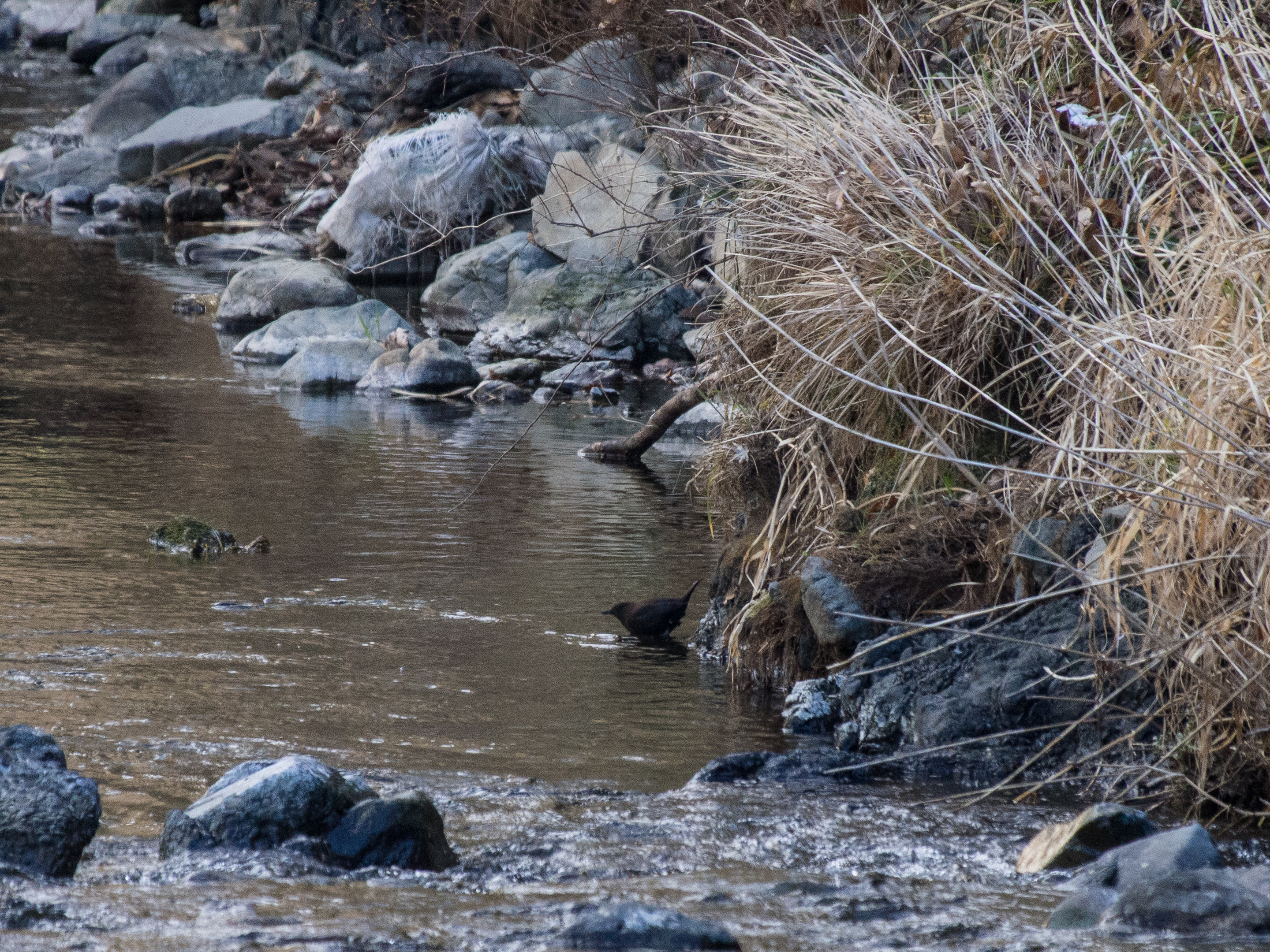 南浅川 白山神社 カワガラス ふなきちのフィールドノート